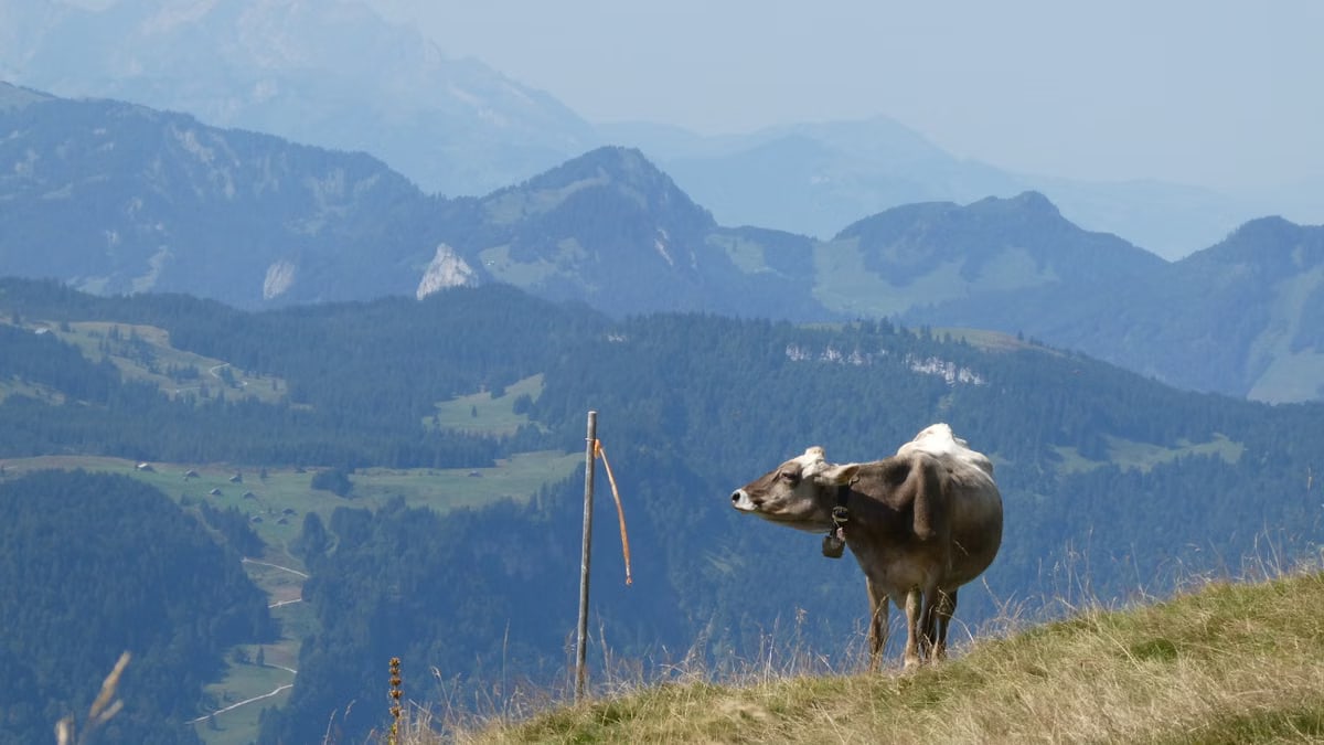 Tranquil scene of a cow grazing on a mountain slope with misty mountains in the background.